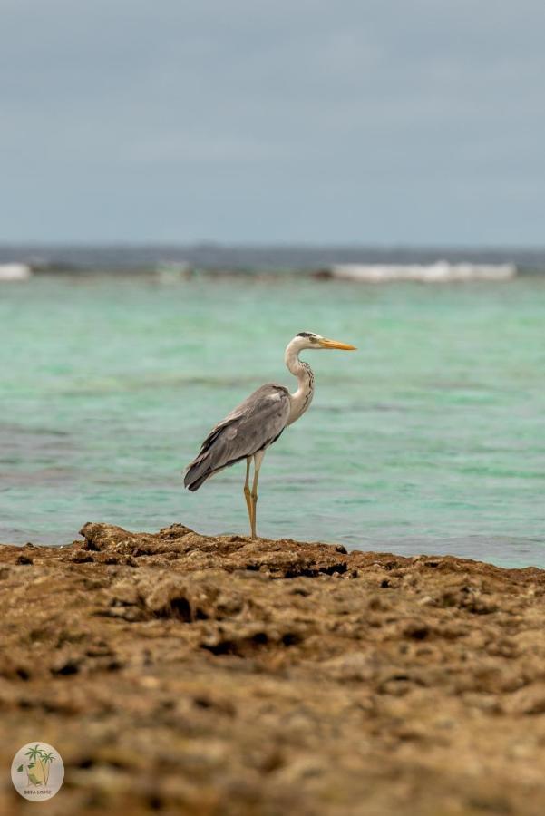 Shifa Lodge Maldives Feridhoo Esterno foto